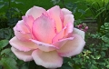 Rosa - Souvenir de Baden-Baden2